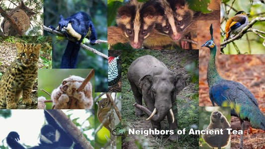 BaiYunTeahouse Rainforest & Wildlife Conservation Initiative