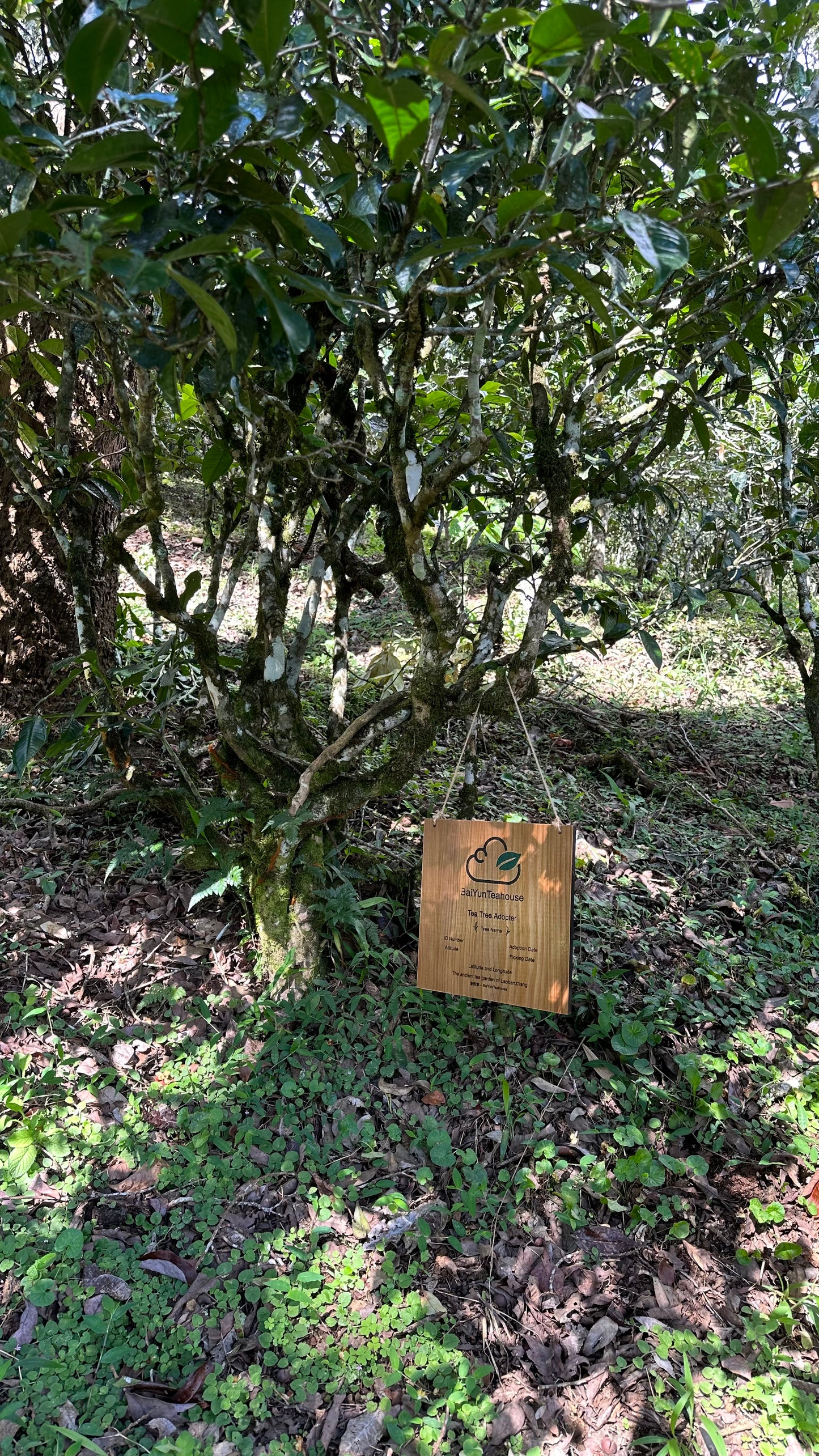 NO.15 My Tea Garden Plan (2026 Season)