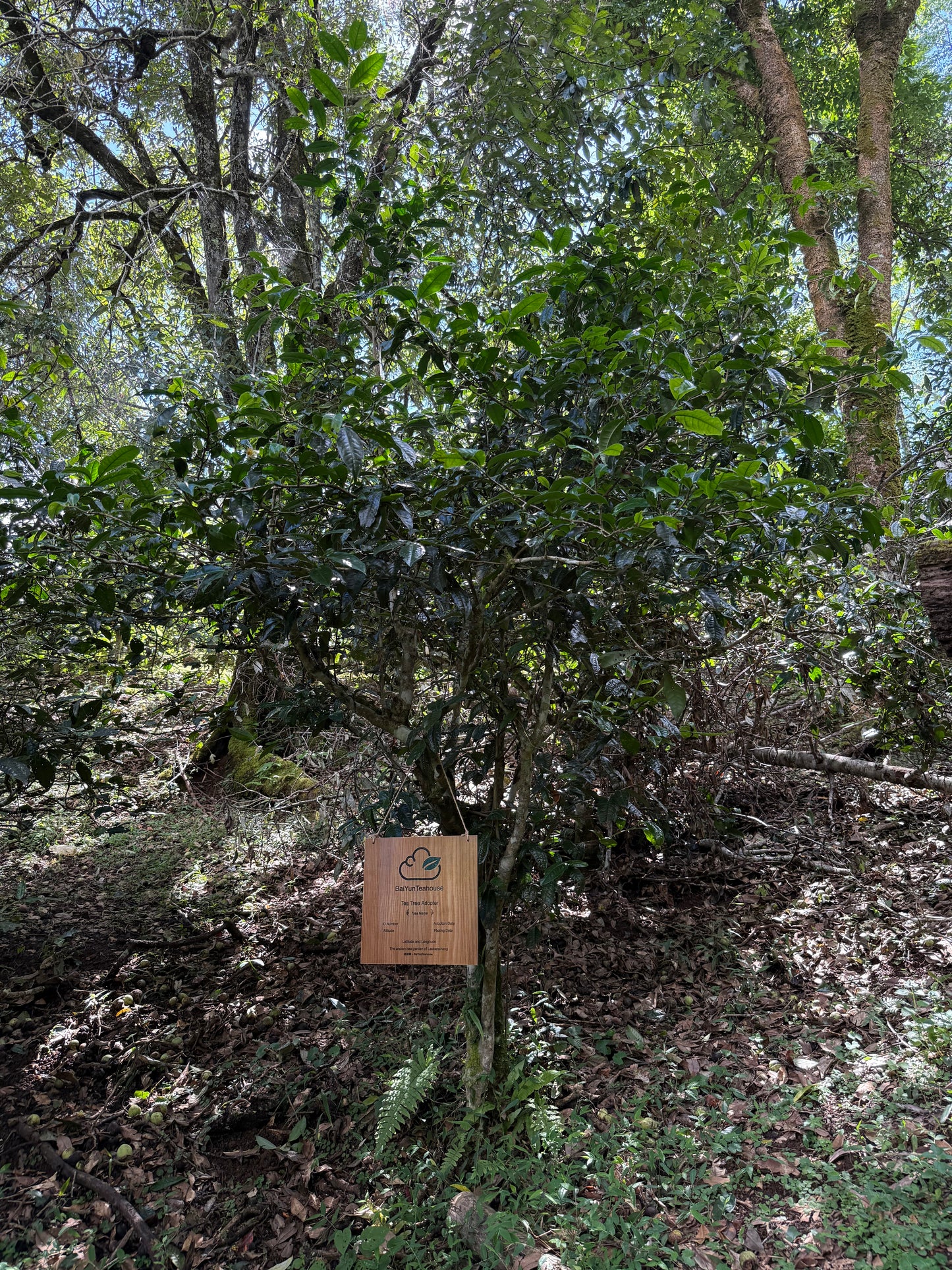 NO.17 My Tea Garden Plan (2026 Season)