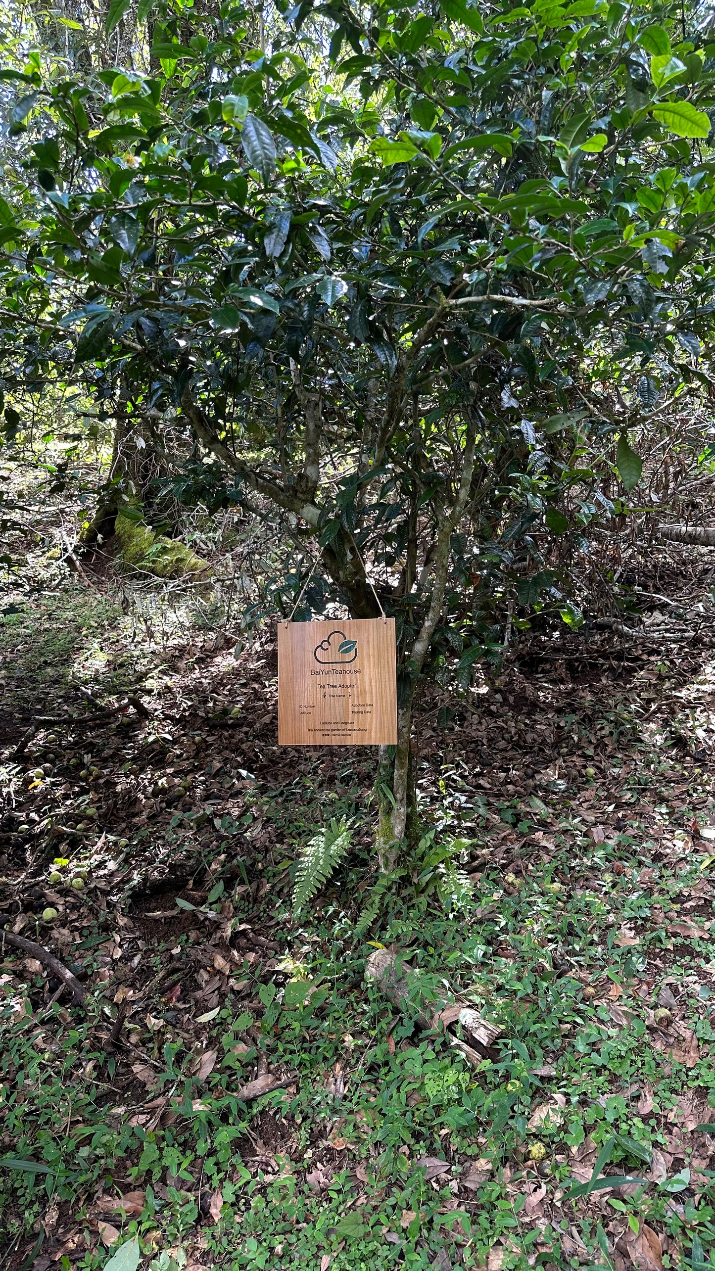 NO.05 My Tea Garden Plan (2026 Season)