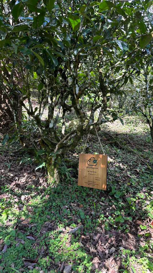 NO.15 My Tea Garden Plan (2026 Season)