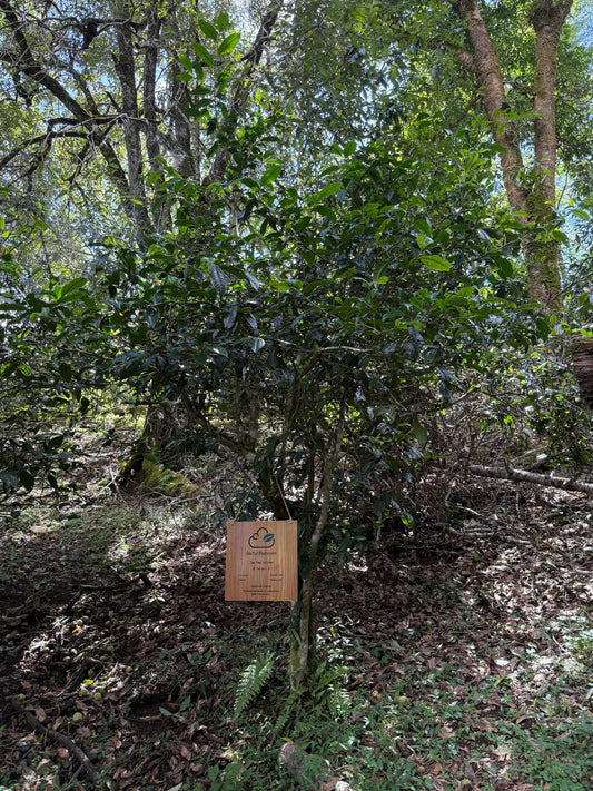 NO.17 My Tea Garden Plan (2026 Season)
