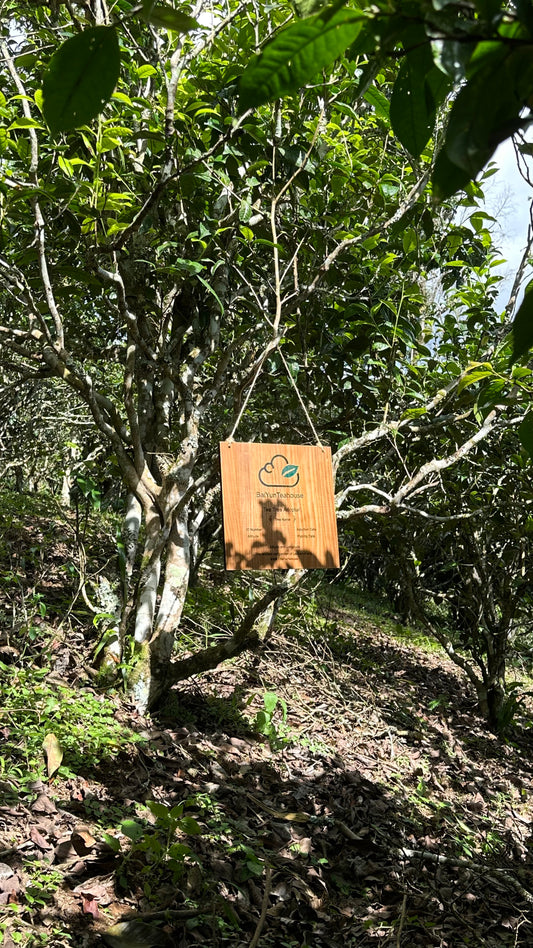 NO.19 My Tea Garden Plan (2026 Season)