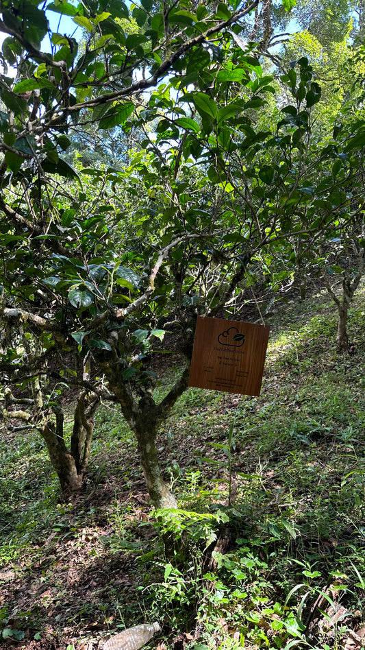 NO.04 My Tea Garden Plan (2026 Season)