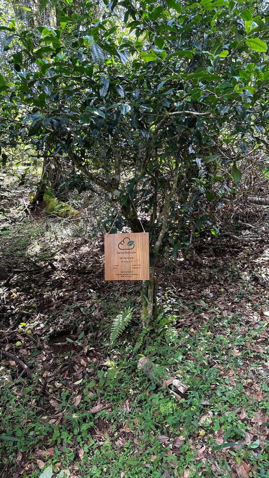 NO.05 My Tea Garden Plan (2026 Season)