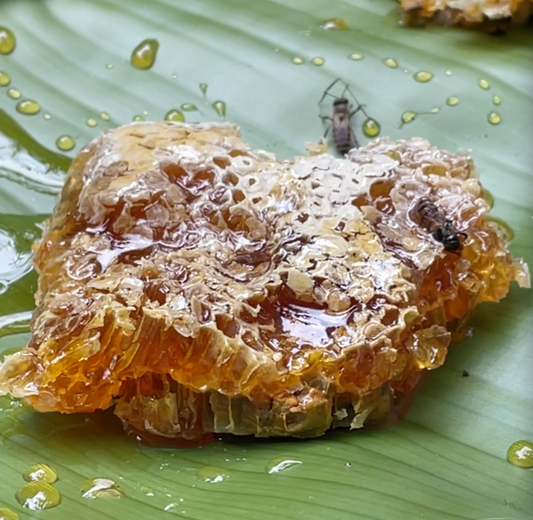 Wild Black Honey from Ancient Tea Gardens