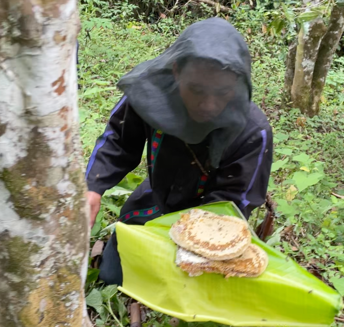 Wild Black Honey from Ancient Tea Gardens